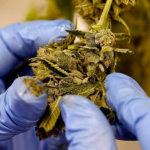 Marijuana Dispensary Near Me Offering Reliable Service and Diverse Strains