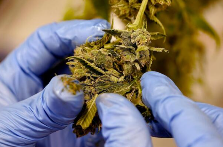 Marijuana Dispensary Near Me Offering Reliable Service and Diverse Strains